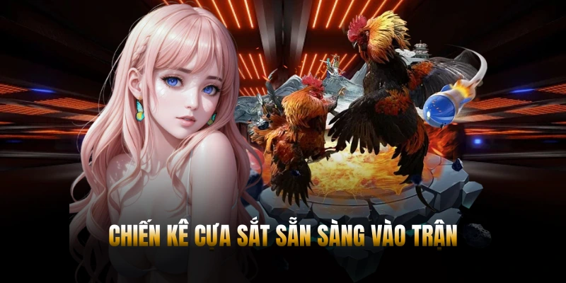 Chiến kê cựa sắt sẵn sàng vào trận